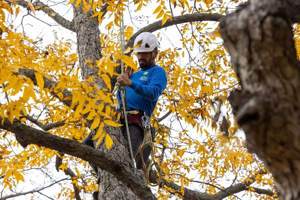 Skilled Tree Planting crew working in Canton Center